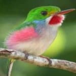 Sample 6 – Cuban tody