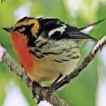 Sample 4 – Blackburniam warbler