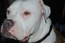 Sample 3 – American bulldog