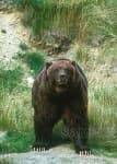 Sample 2 – Brown bear