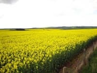 Sample 5 – Rapeseed