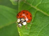 Sample 5 – Ladybug