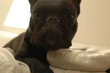 Sample 3 – French bulldog