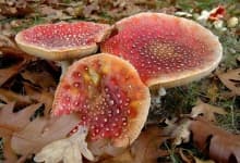 Sample 6 – Agaric