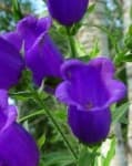 Sample 4 – Canterbury bells