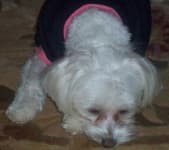 Sample 2 – Maltese dog