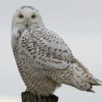 Sample 1 – Snowy owl