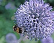 Sample 1 – Globe thistle