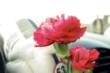Sample 4 – Carnation