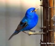 Sample 5 – Indigo bunting
