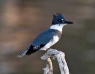 Sample 1 – Kingfisher