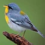 Sample 3 – Northern parula