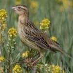 Sample 6 – Bobolink