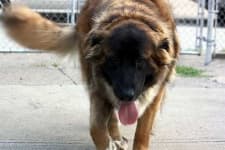 Sample 2 – Leonberger