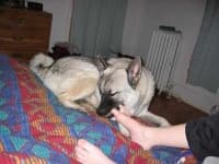 Sample 1 – Norwegian elkhound
