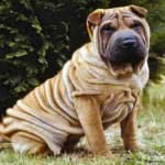 Sample 2 – Shar pei