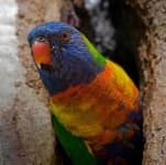 Sample 5 – Lorikeet