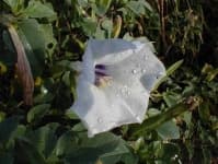 Sample 2 – Thorn apple