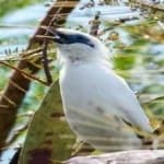 Sample 1 – Bali starling