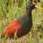 Sample 4 – Northern jacana