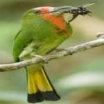 Sample of Red bearded bee eater