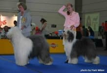 Sample 2 – Old english sheepdog