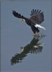 Sample 2 – Bald eagle