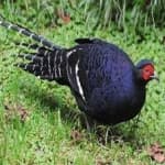 Sample 13 – Mikado pheasant