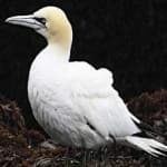 Sample 4 – Northern gannet