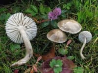 Sample 1 – Hygrocybe
