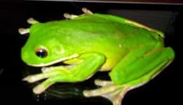 Sample 5 – Tree frog