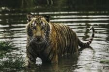 Sample 3 – Tiger