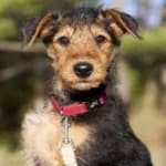 Sample of Airedale