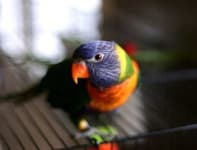 Sample 1 – Lorikeet