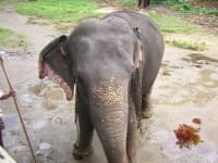Elephant image dataset preview
