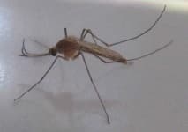 Sample 5 – Mosquito
