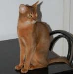 Sample 2 – Abyssinian