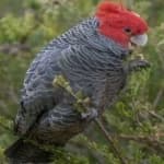 Sample 3 – Gang gang cockatoo