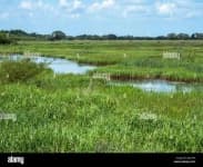 Sample 1 – Wetland