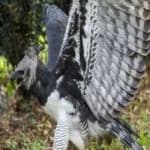 Sample 6 – Harpy eagle