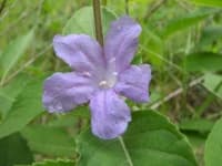 Sample 6 – Mexican petunia