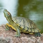 Sample 3 – Terrapin
