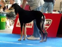 Sample 3 – Saluki