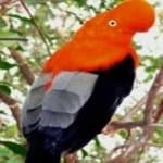 Sample 2 – Cock of the rock