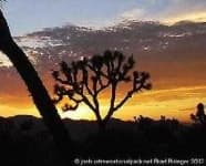 Sample 5 – Joshua tree