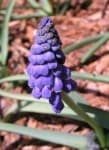Sample 3 – Grape hyacinth