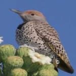 Sample 6 – Gilded flicker