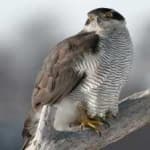 Sample 2 – Northern goshawk