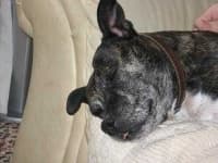 Sample 3 – Staffordshire bullterrier