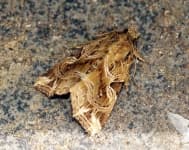 Sample 2 – Moths and butterflies